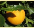 Cupones Descuento Naranjas
