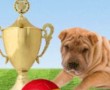 Cupones Descuento Mascotas Eurocopa